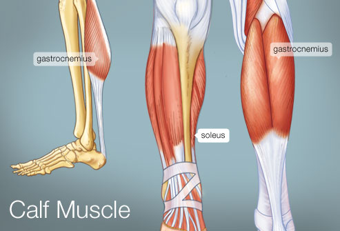 493x335_calf_muscle.jpg